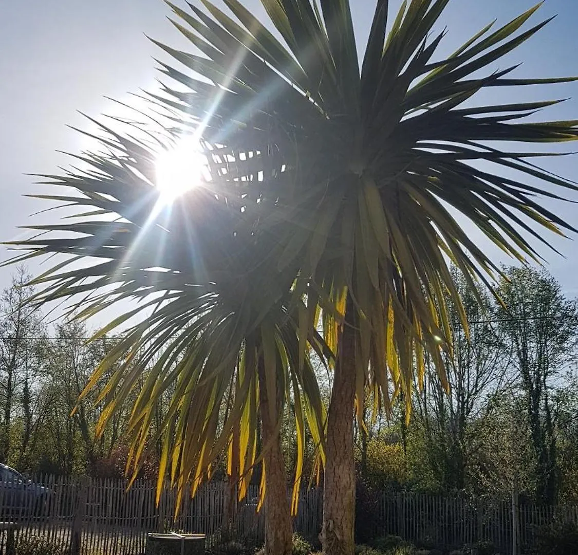 Les Gites Du Haut Pin Calorguen Tatil Evi